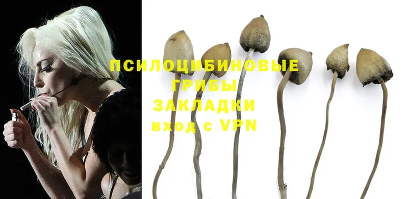 где купить наркотик  Балашов  Галлюциногенные грибы MAGIC MUSHROOMS 